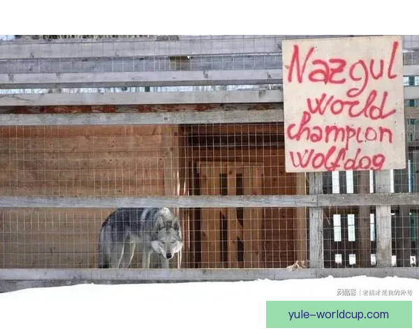 狼犬闯冬奥赛场选手幻觉惊魂记